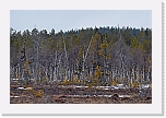 2c_old forest_8084 * 3872 x 2592 * (8.7MB)